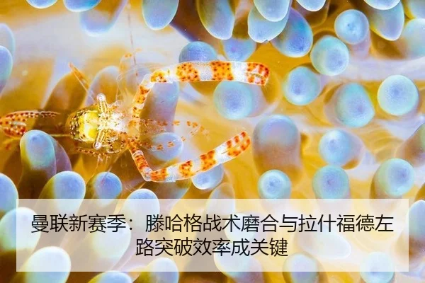 曼联新赛季：滕哈格战术磨合与拉什福德左路突破效率成关键